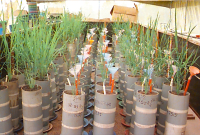 Drought effects on dry matter partitioning