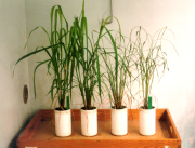 Root-shoot-communication of rice subjected to drought