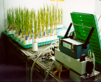 Root-shoot communication in rice subjected to drought