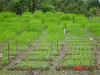 Phenological studies in a rice garden in Nepal